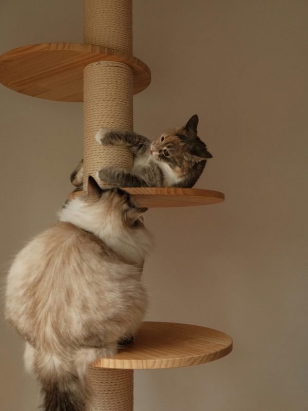 pexels-jasmine-pang-232852617-16881826 pexels-jasmine-pang-232852617-16881826